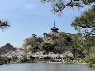 横浜のお花見スポット『春の三渓園』で日本庭園と桜を満喫